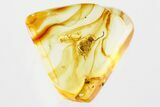 Detailed Fossil Ant (Formicidae) In Baltic Amber #381565-1